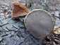 Bükkfa-tapló (Fomes fomentarius), Budai-hegység